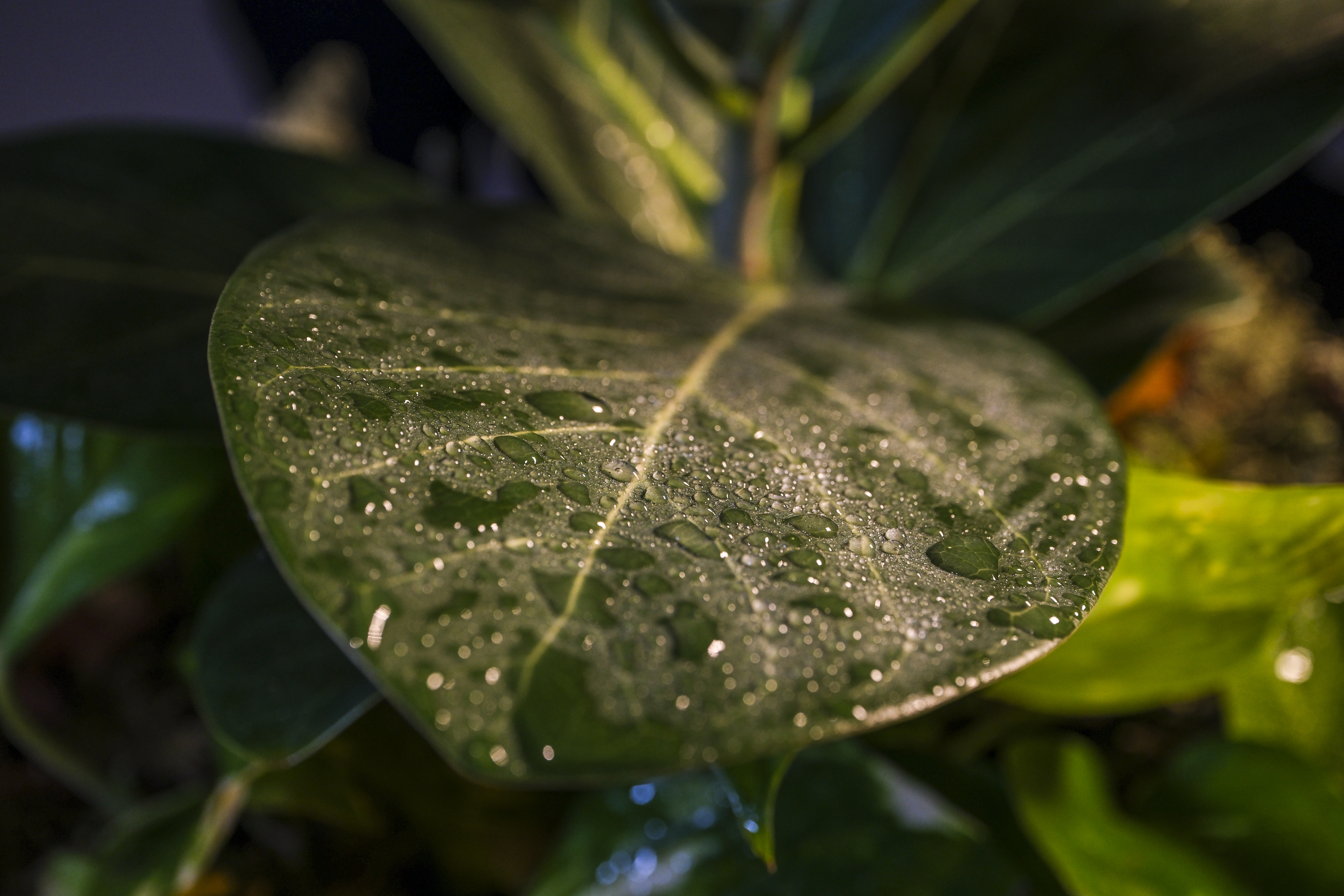 FUJINON XF30mmF2.8 R LM WR Macro sample images