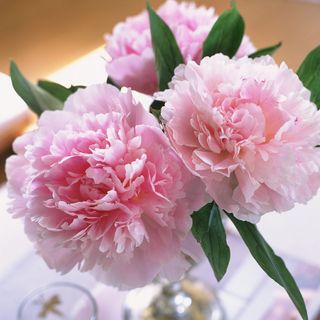 peony flowers with thick and sticky with leaf