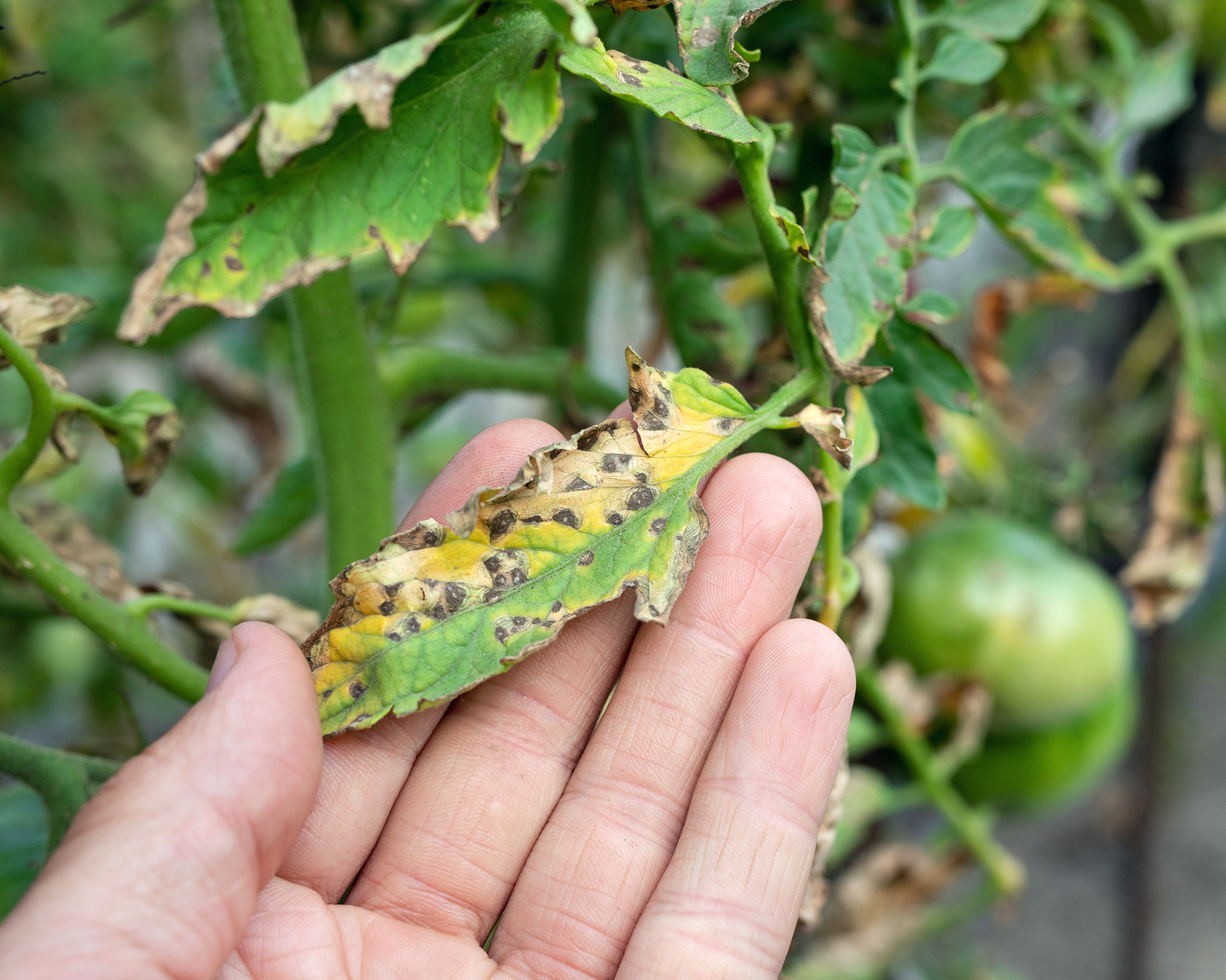 Septoria leaf spot on tomatoes