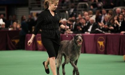 Foxcliffe Hickory Wind is the first Scottish deerhound to take home the coveted "Best in Show" prize. 