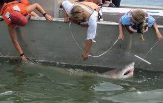 University of Delaware researchers catching a sand tiger shark, before inserting a tag in the animal that allows them to track it. 