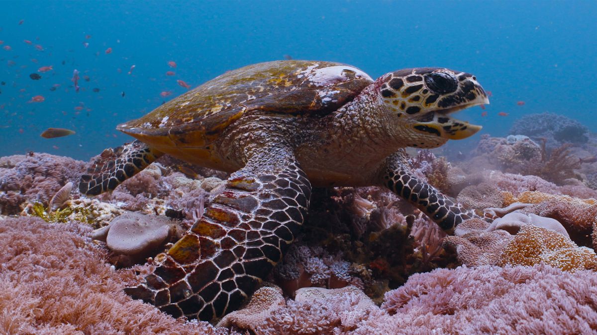 Turtle.