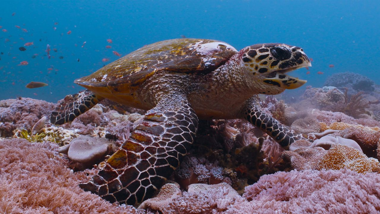 Turtle.