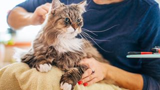 a long-haired cat sits on their cat parent's lap while being brushed