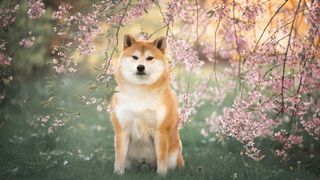 Shiba inu in blossom