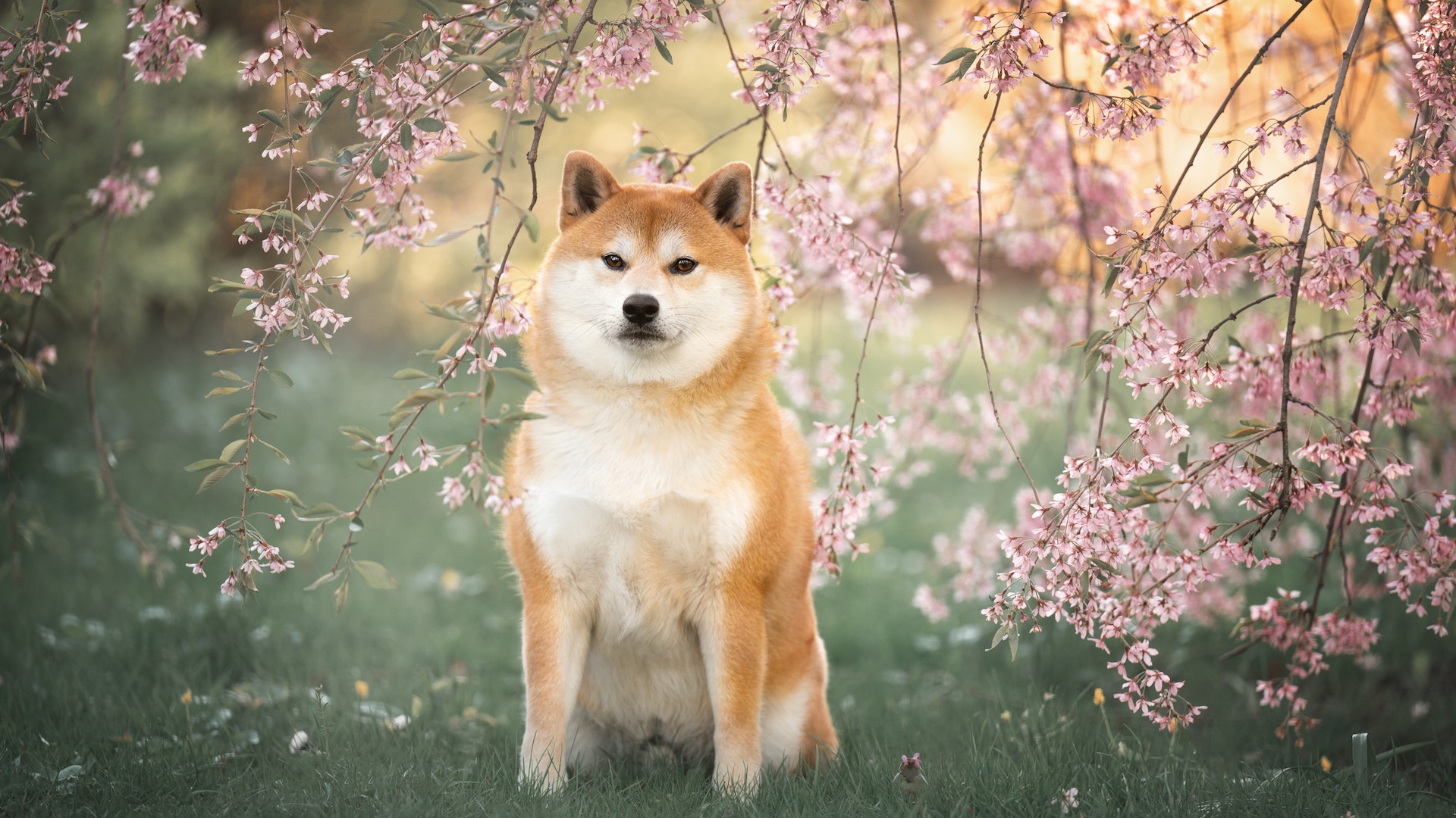 Shiba inu in blossom