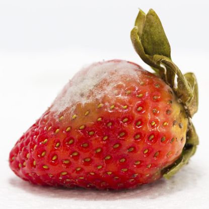 Single Red Strawberry With White Substance On Surface