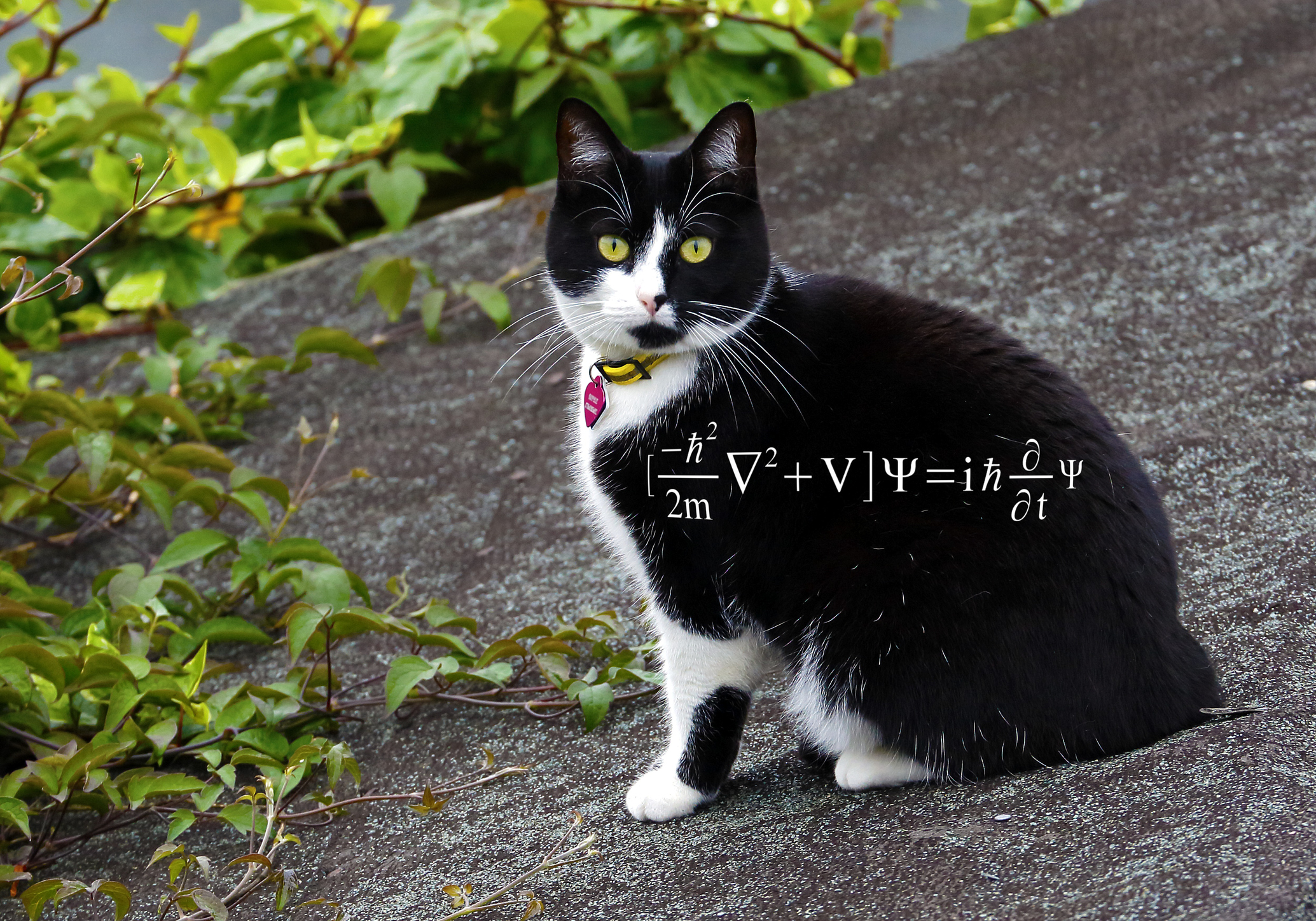 Een foto van een kat en de golfvergelijking van Schrödinger.