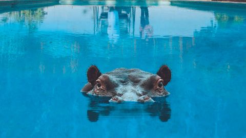 Sparks - Hippopotamus album artwork