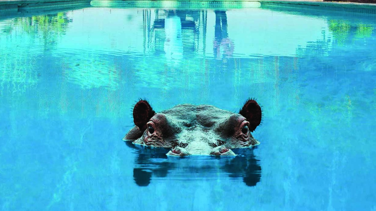 Sparks - Hippopotamus album artwork