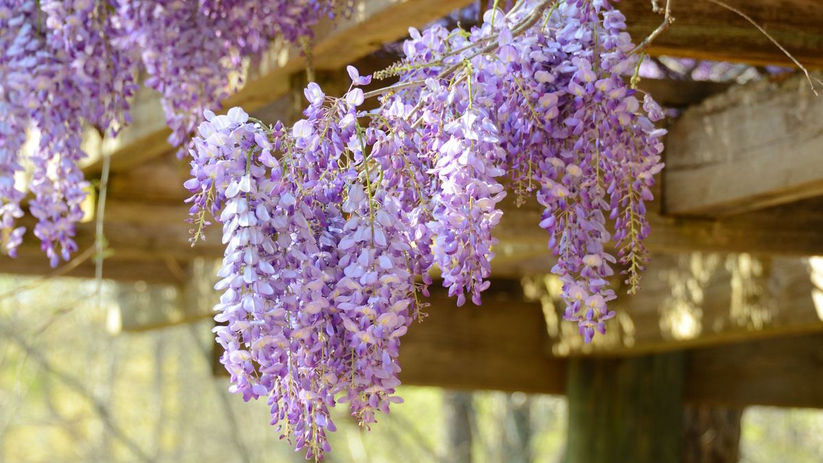 GARDEN FRAGRANCE