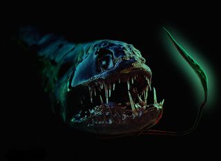 Illustration of a dragonfish, created by Peter Shearer after digitally altering his photo of a dead Black Dragonfish (with left and right flipped for convenience).