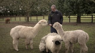 Reverend Richard Coles wearing a black jacket stands in a field and feeds alpacas and sheep.