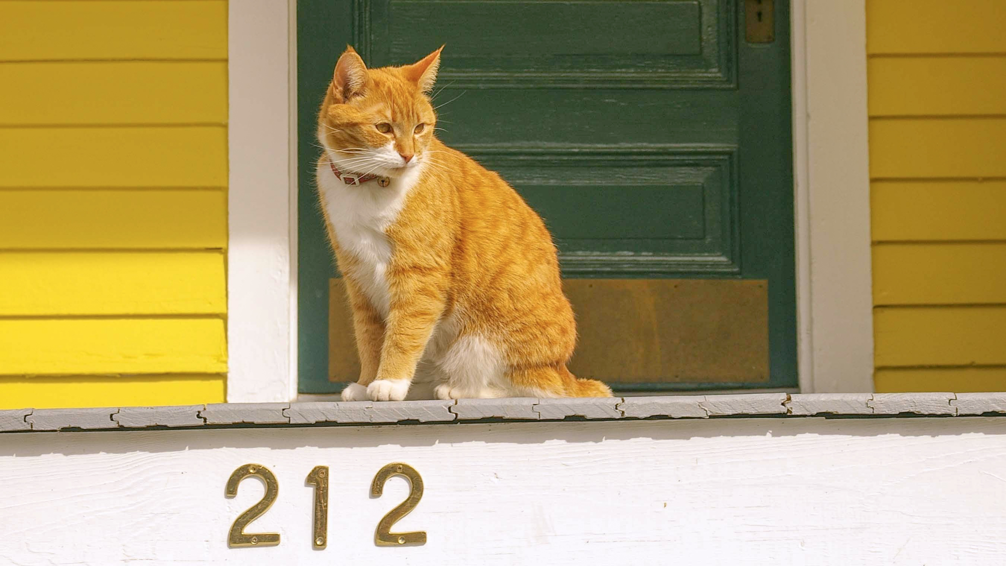 Orange cat sits on porch with house number displayed