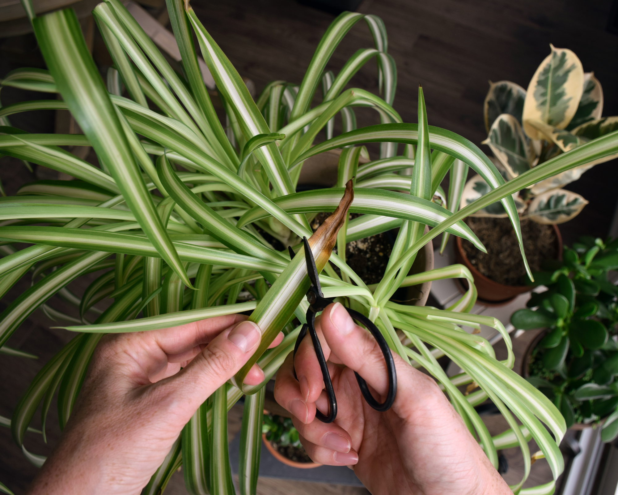 Looking down at a person using scissors to cut brown tips on spider plant leaves, showing indoor plant maintenance and routine houseplant care