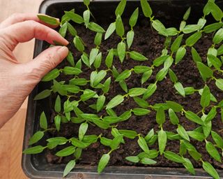 Gardener thins pepper seedlings in seed tray