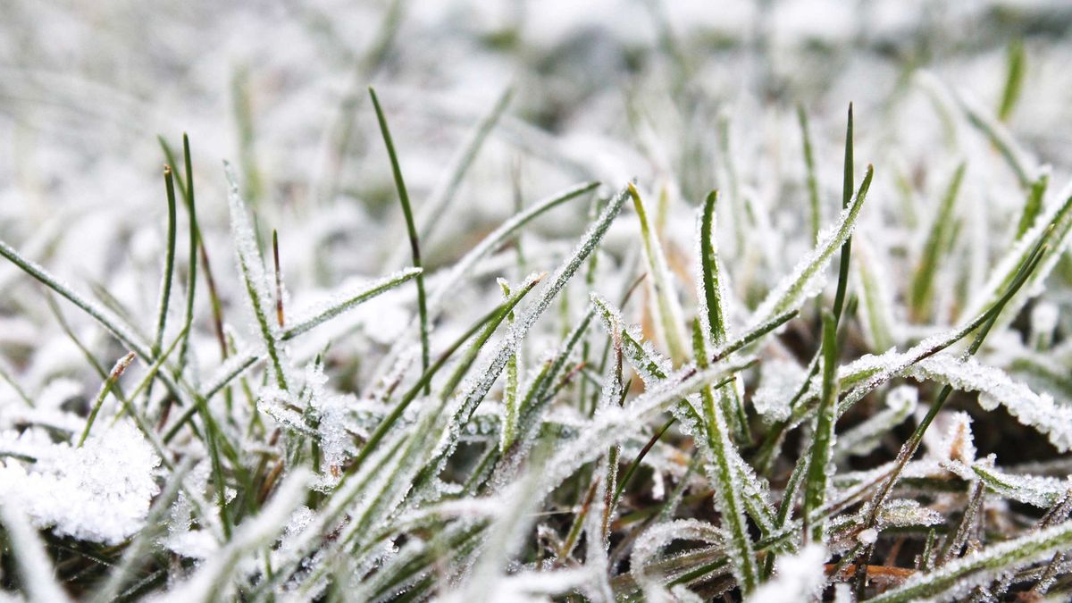 How to protect new grass from frost 4 tips for winterproofing your