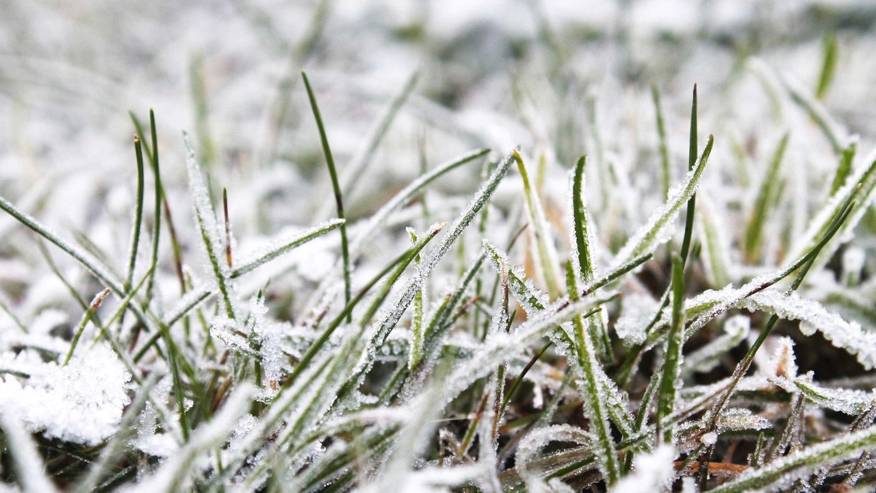 frosted grass