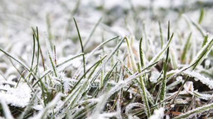 frosted grass