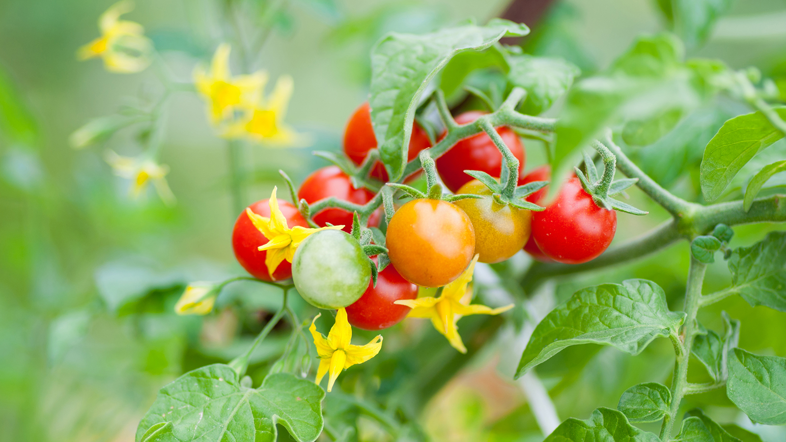 Tomatoes growing on the vine with flowers