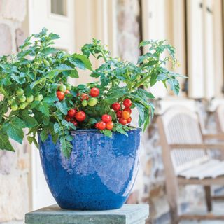 tomatoes growing in a blue pot