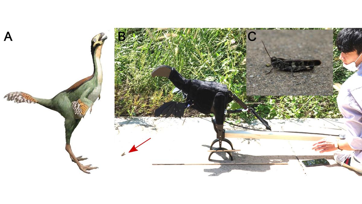 Bilim insanları robot dinozorlarının kanatların evrimini açıklamaya yardımcı olabileceğini söylüyor.  Ancak bir uzman çalışmanın hatalı olduğunu söylüyor.