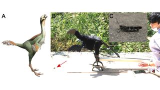 (A) Reconstructed Caudipteryx. (B) Robopteryx, imitating the morphology of Caudipteryx, positioned in front of a grasshopper in the field (marked by a red arrow). (C) Grasshopper tested in the experiments.