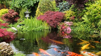 large koi pond surrounded by various plants