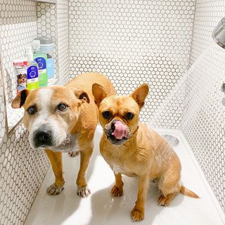 dog shower cabin with hexagonal designed wall and two dogs