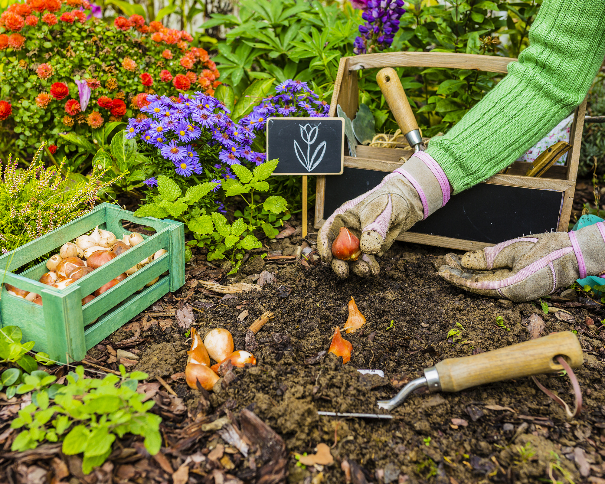 Gardener plants tulip bulbs in fall garden