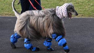 Dogs arrive for Crufts 2022 at National Exhibition Centre on March 11, 2022