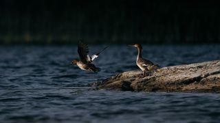 Two birds, one flying, one sitting on a rock on a lake