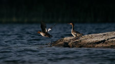 Two birds, one flying, one sitting on a rock on a lake