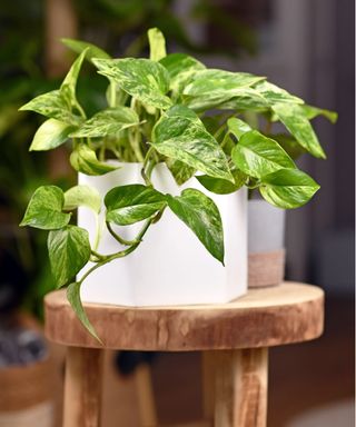 Marble queen pothos