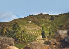 Les Bessards vineyards, Northern Rhone,