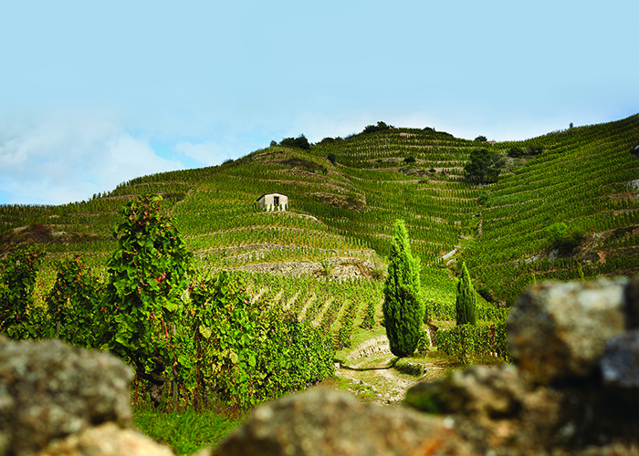 Les Bessards vineyards, Northern Rhone,