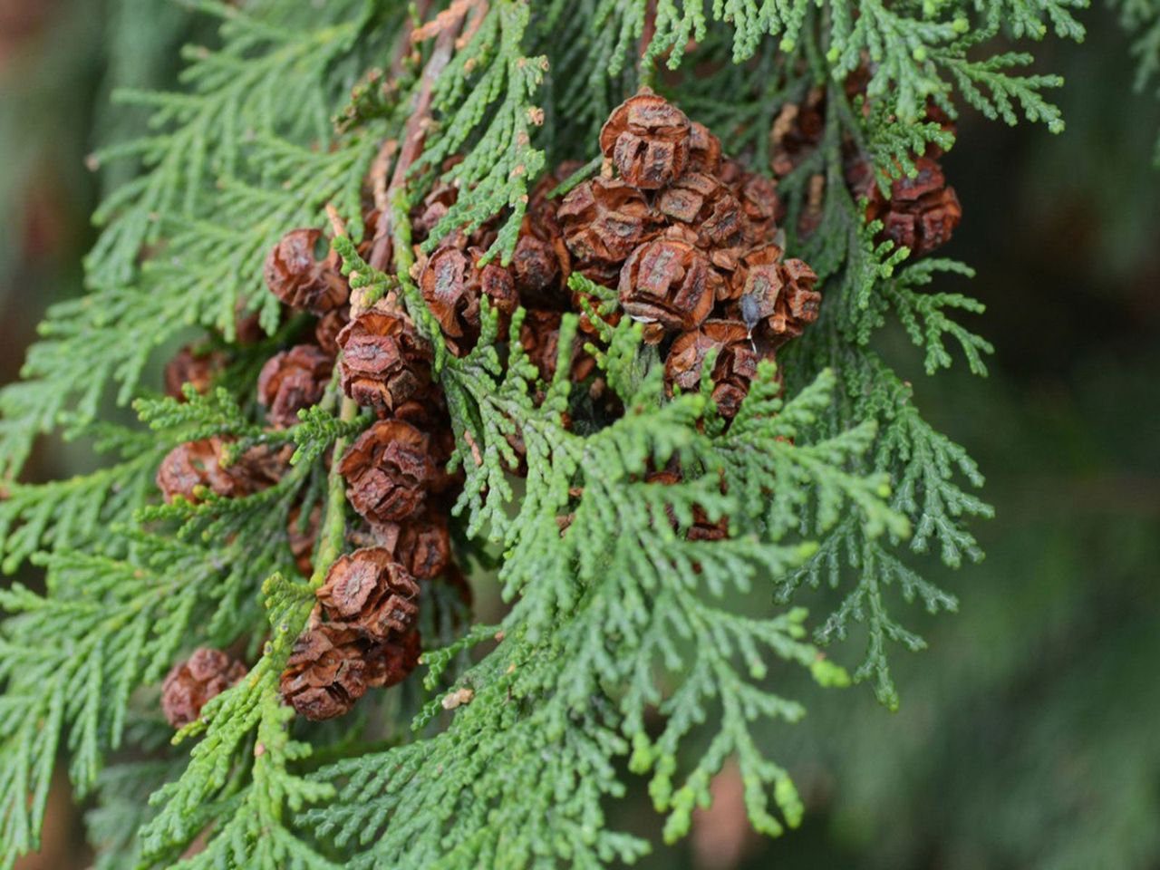 Branch Of A Scale Leaf Evergreen Tree