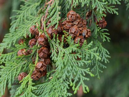 Here's how evergreen trees stay green all year