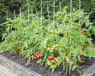 Tomato plants growing in raised bed