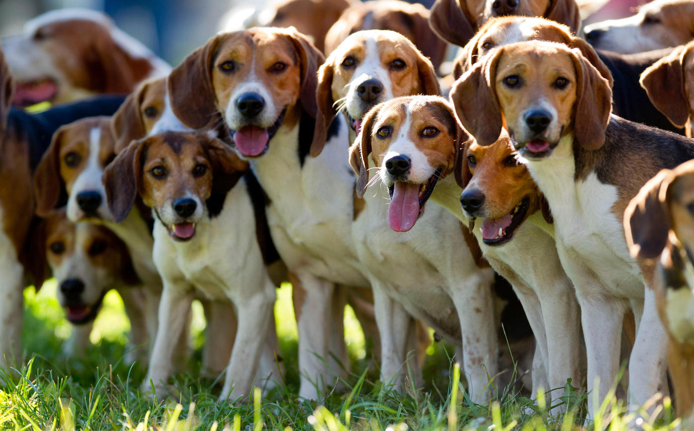 Beagle pack