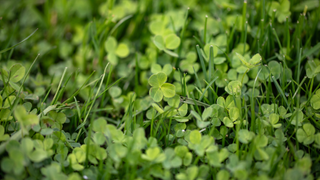 clover grass