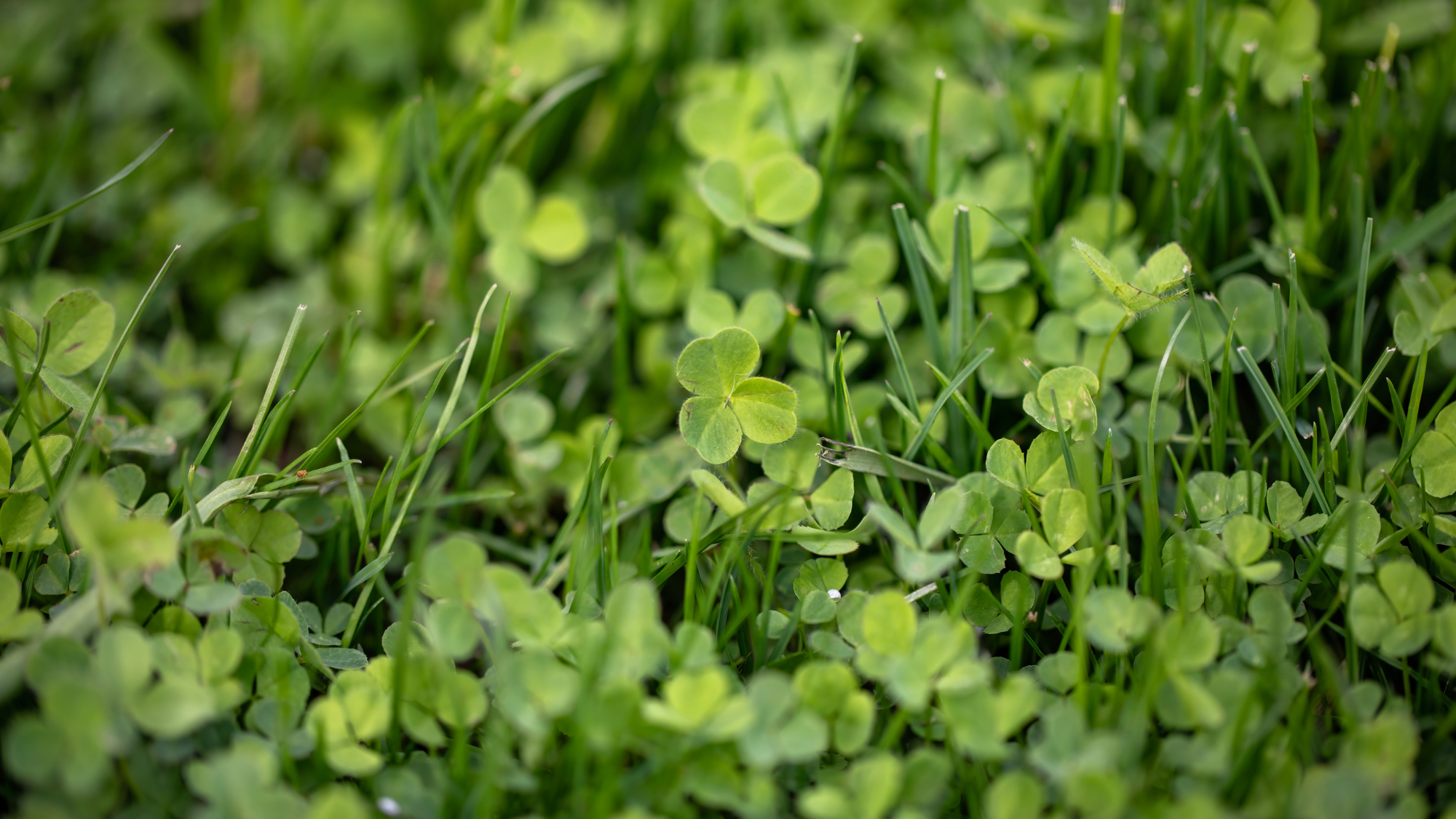 clover grass