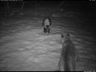 Skunk faces down couger in camera trap photo