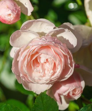 Rosa 'Seafoam' is good for ground cover