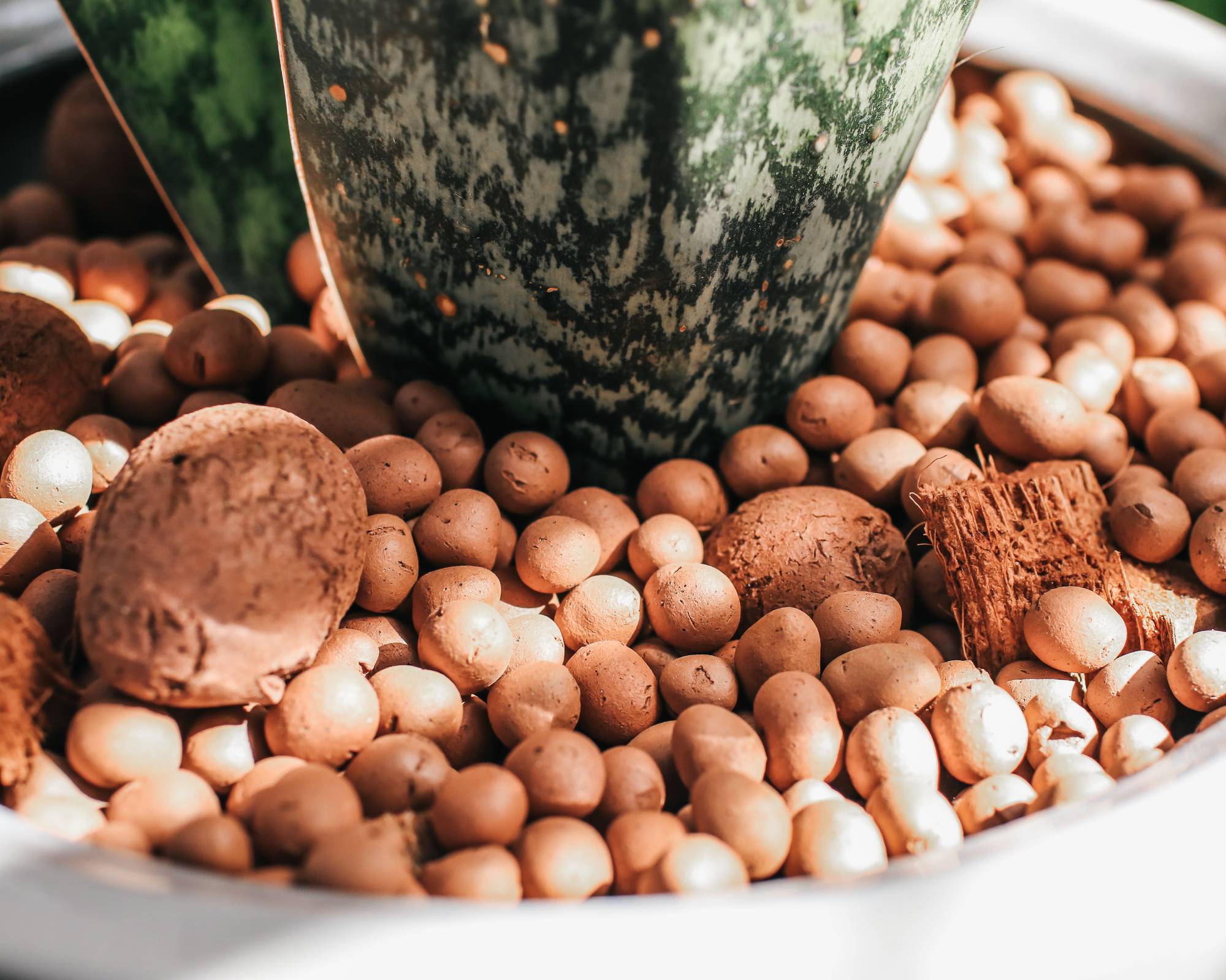 Snake plant in LECA semi-hydroponics