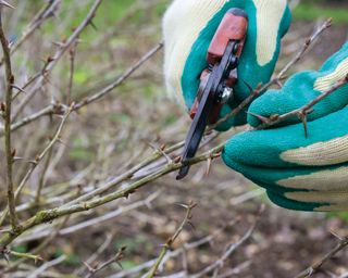 Pruning gooseberry bush with secateurs