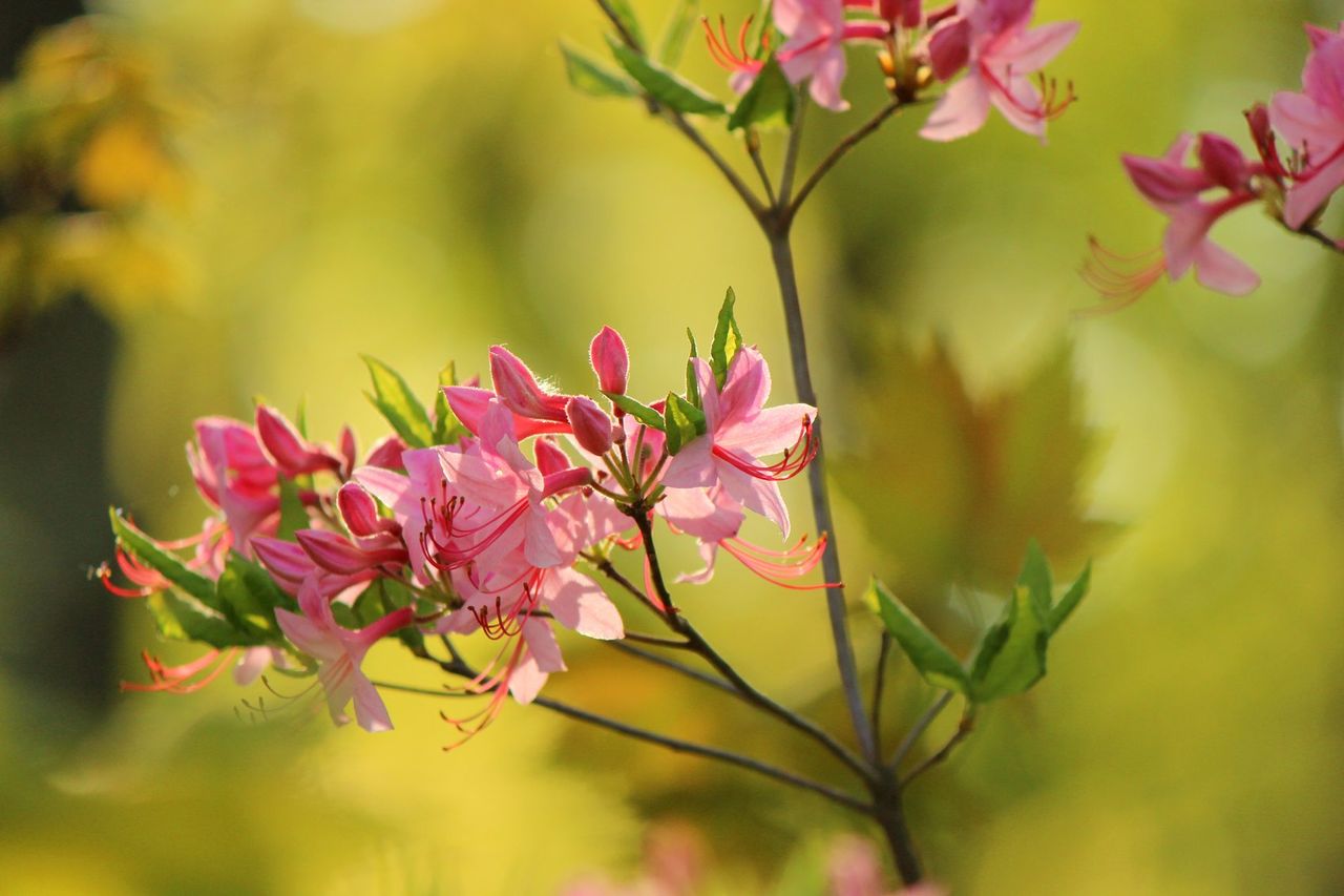 Pink Cold Hardy Azalea Flowers