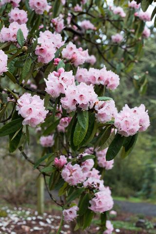 Rhododendron arboreum var. roseum