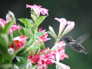 hummingbird in mandevilla flowers