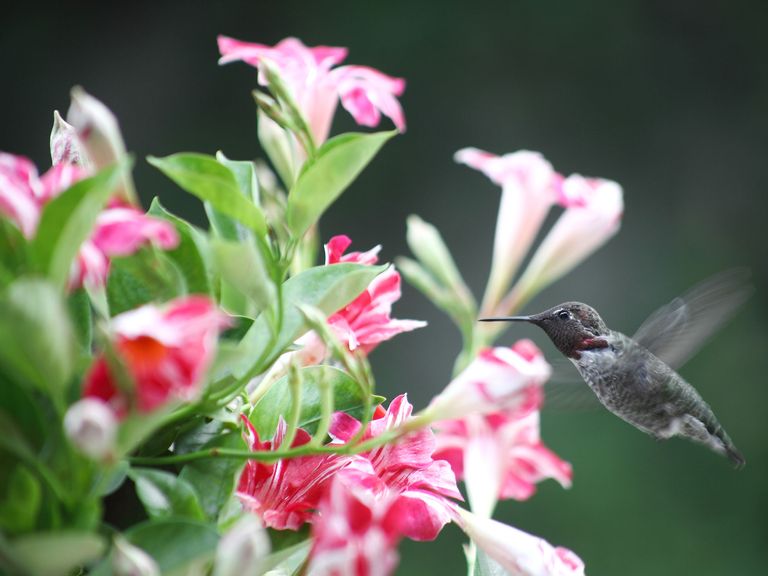 10 best flowers for hummingbirds beautiful blooms Livingetc